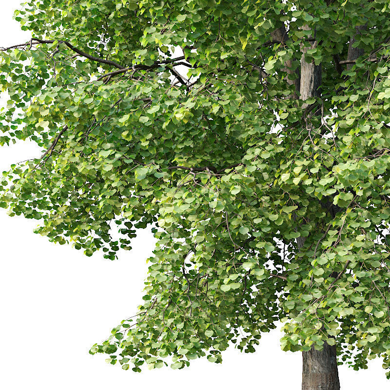 Tilia europaea Nr 4 H12-14m Two tree set 3D model_1