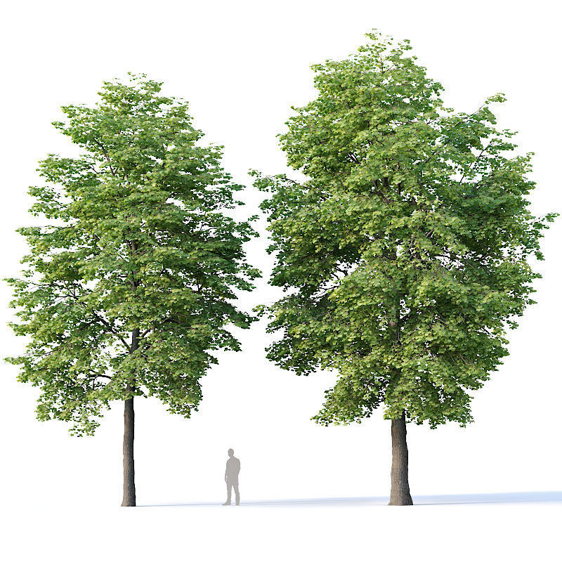 Tilia europaea Nr 4 H12-14m Two tree set 3D model_2