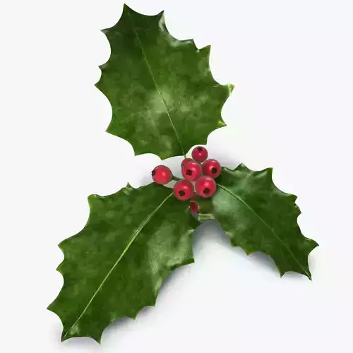 Holly leaf with berries