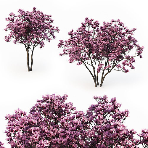 Magnolia Liliflora 3D model