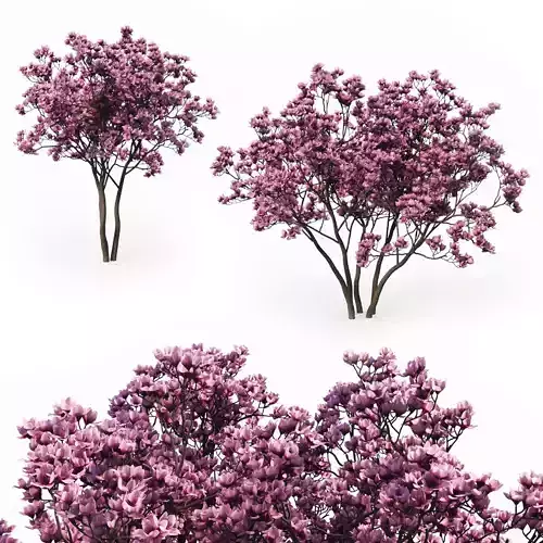 Magnolia Liliflora 3D model