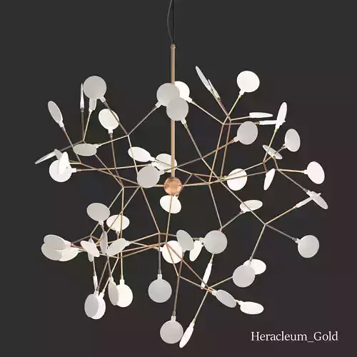 Heracleum Gold