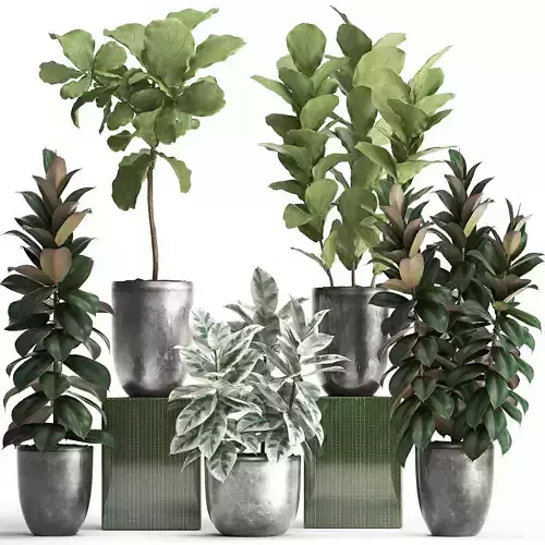 Collection of Exotic plants Ficus trees 350