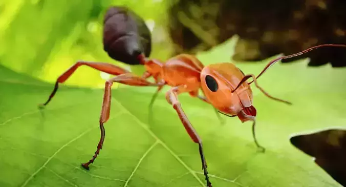 Ant 3D Animated Low-poly 3D model