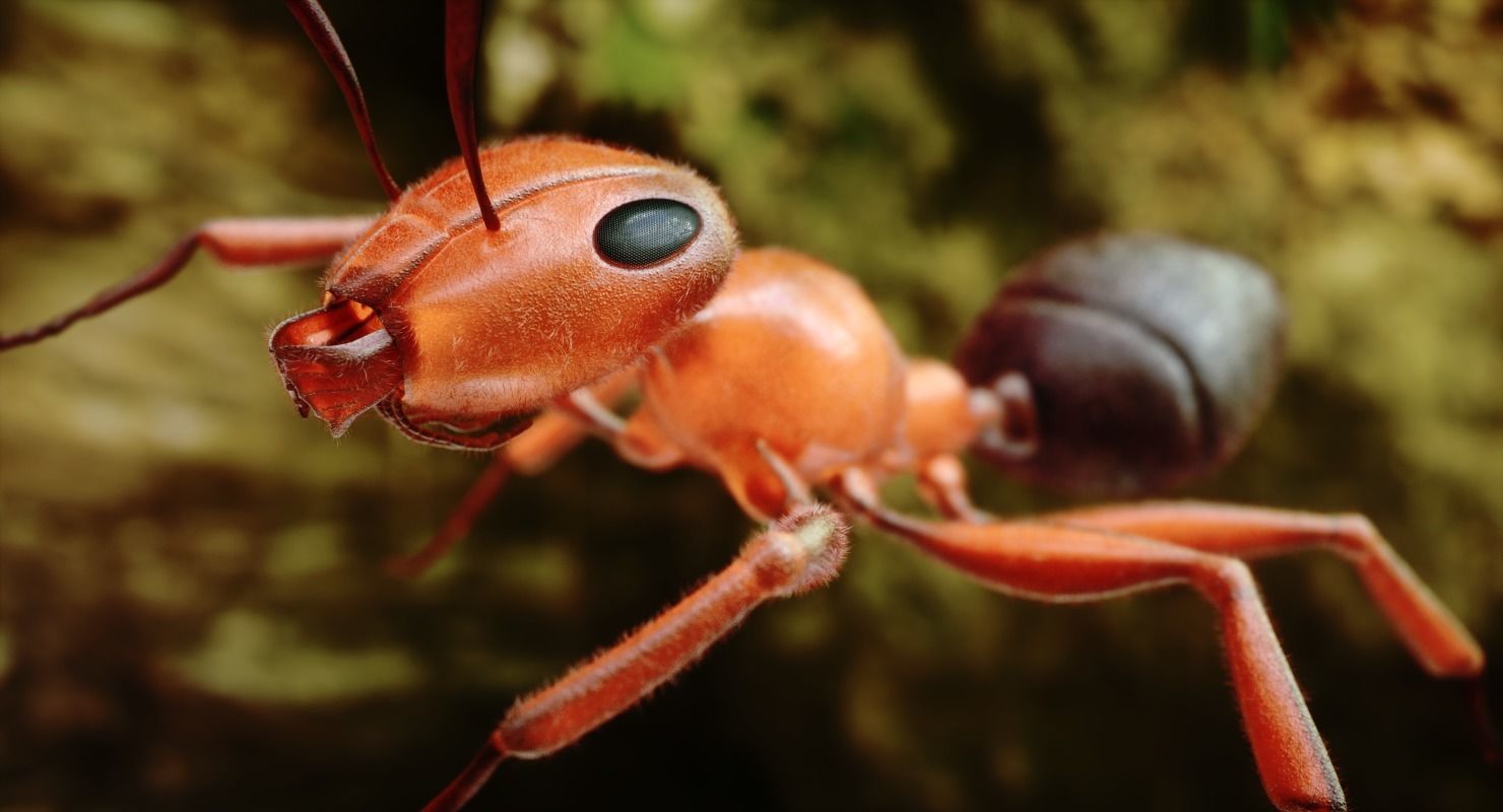 Ant 3D Animated Low-poly 3D model_3