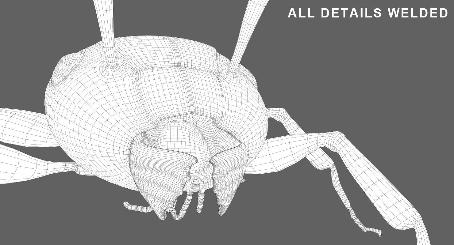 Ant 3D Animated Low-poly 3D model_12