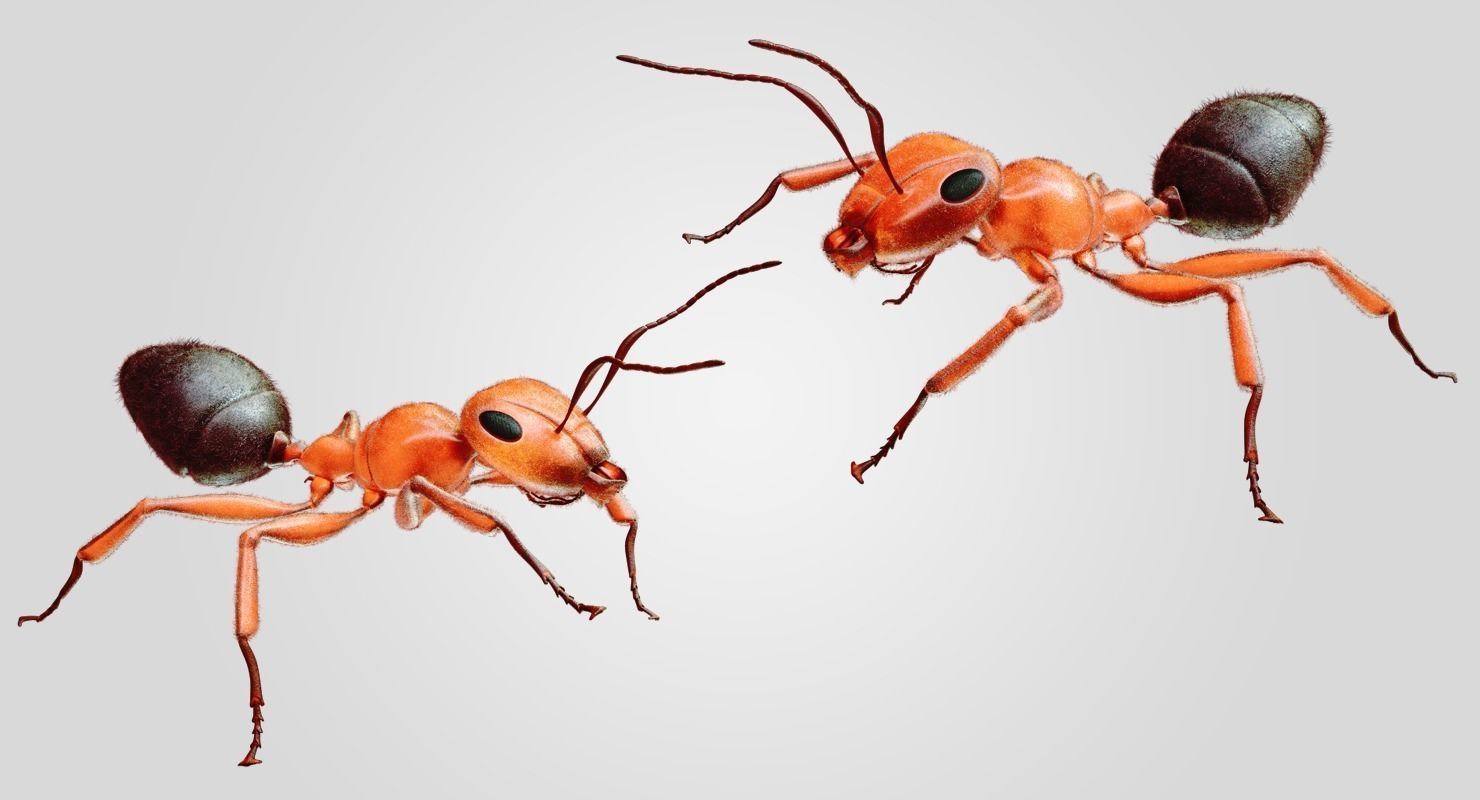 Ant 3D Animated Low-poly 3D model_1