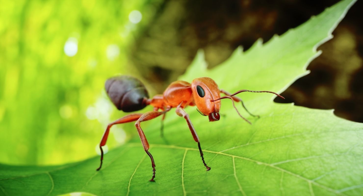 Ant 3D Animated Low-poly 3D model_4
