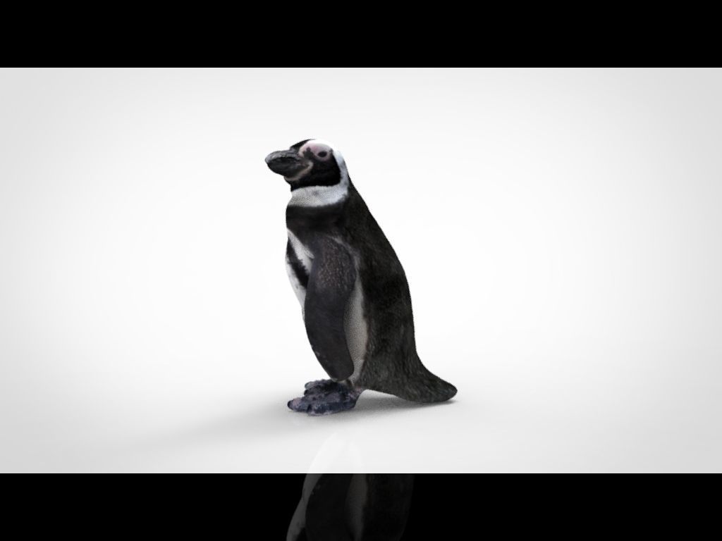 PENGUIN Low-poly 3D model_3