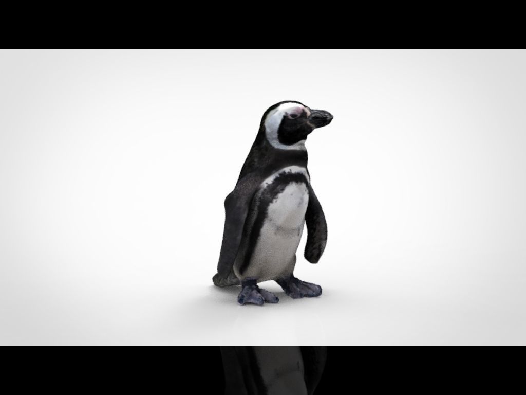 PENGUIN Low-poly 3D model_4