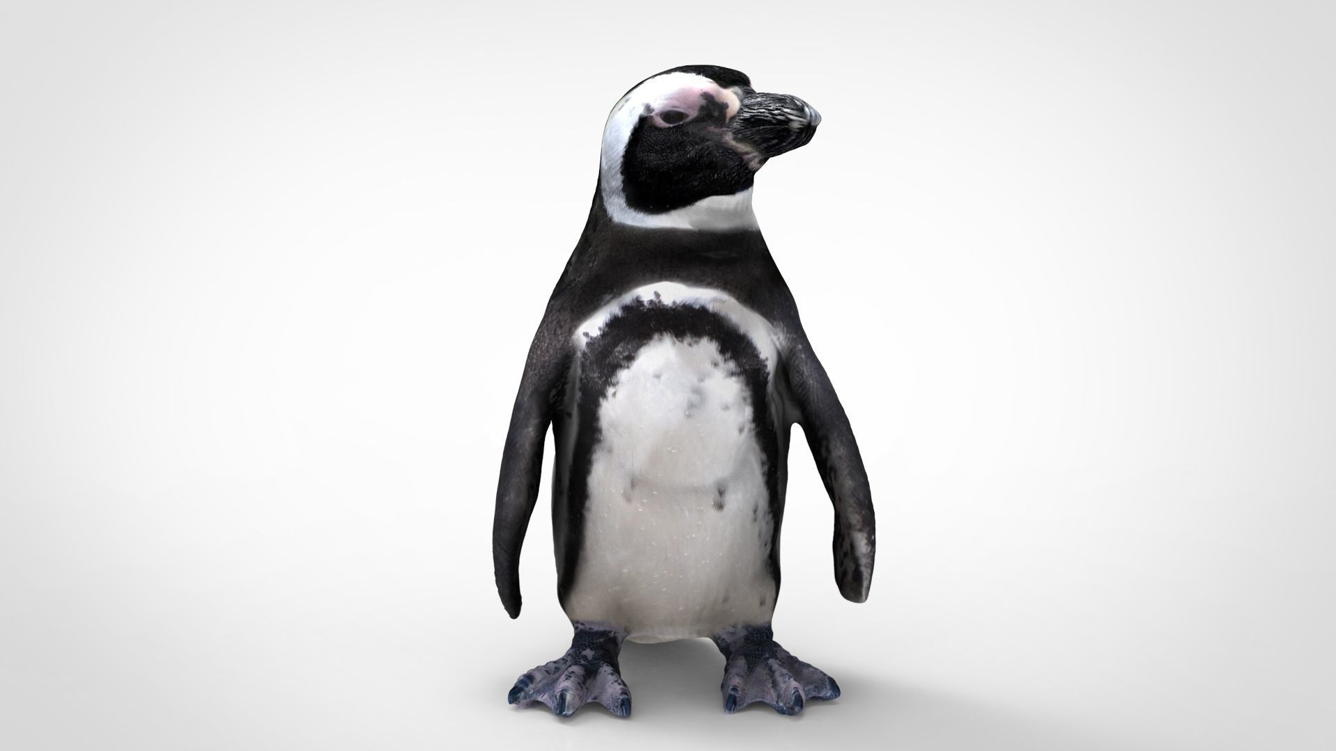 PENGUIN Low-poly 3D model_12