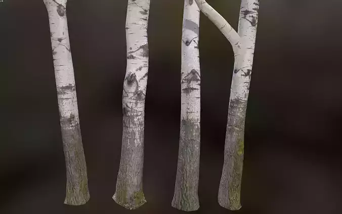 5 White Poplar River Trees Low-poly 3D model