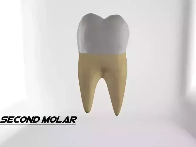 Second Molar 3D model
