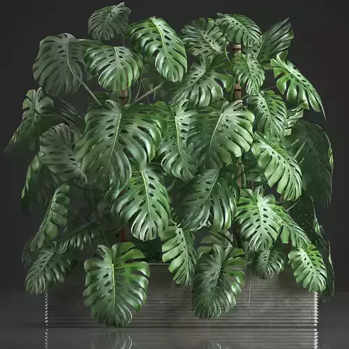 Decorative Monstera in a pot 10 3D model