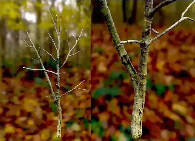 Autumn Dry Cherry Tree  Scan Full-Size