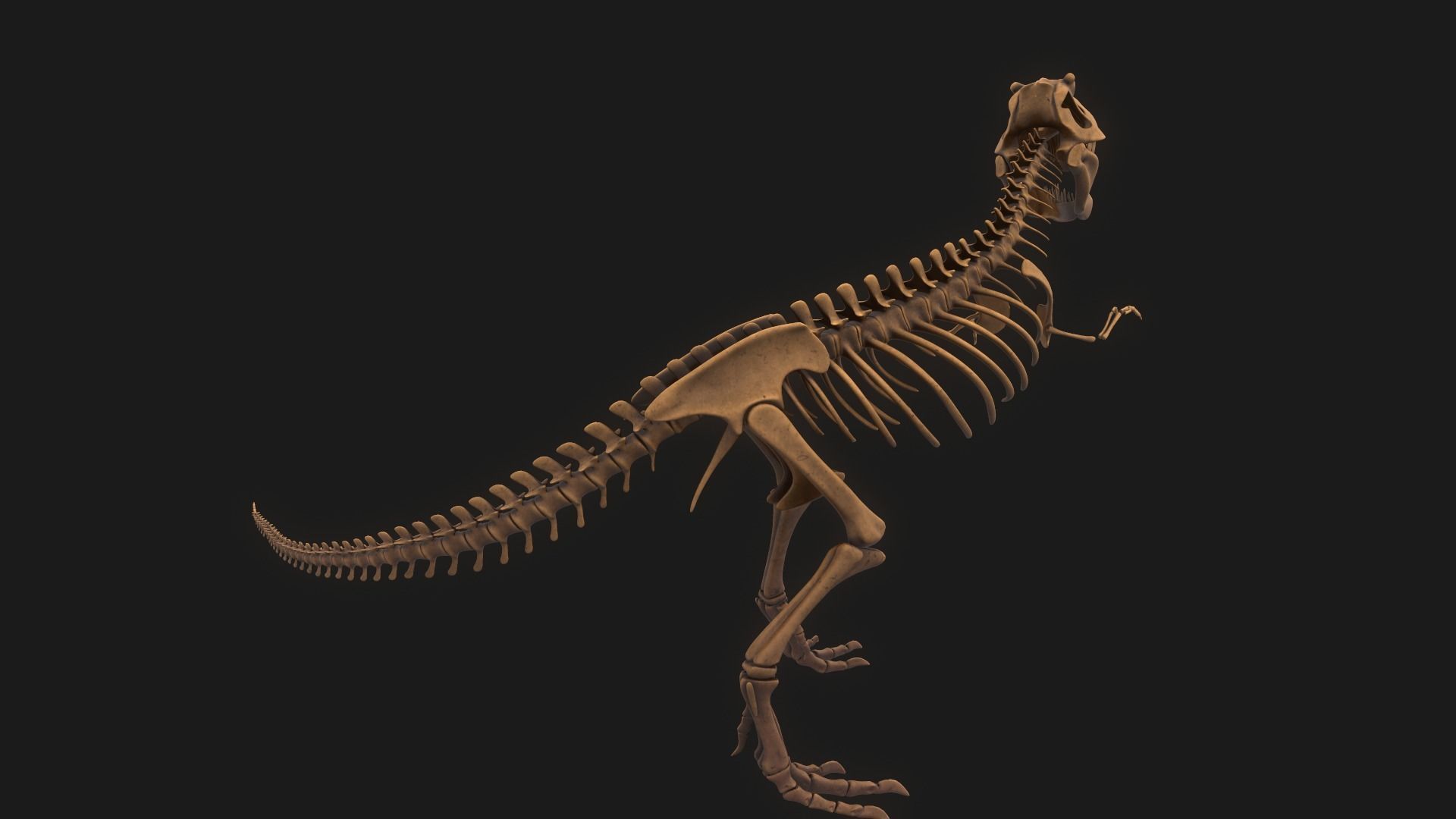 T-rex Skeleton 3D model_13