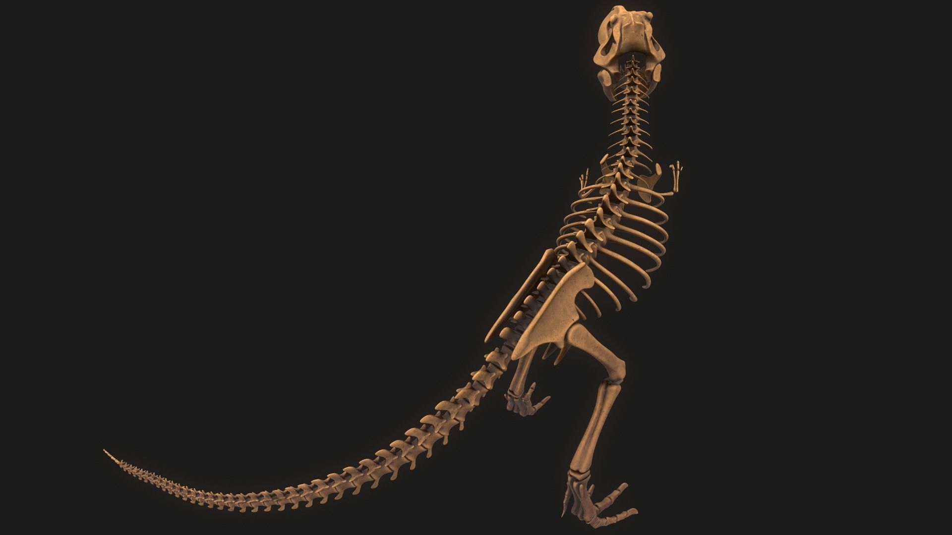 T-rex Skeleton 3D model_6