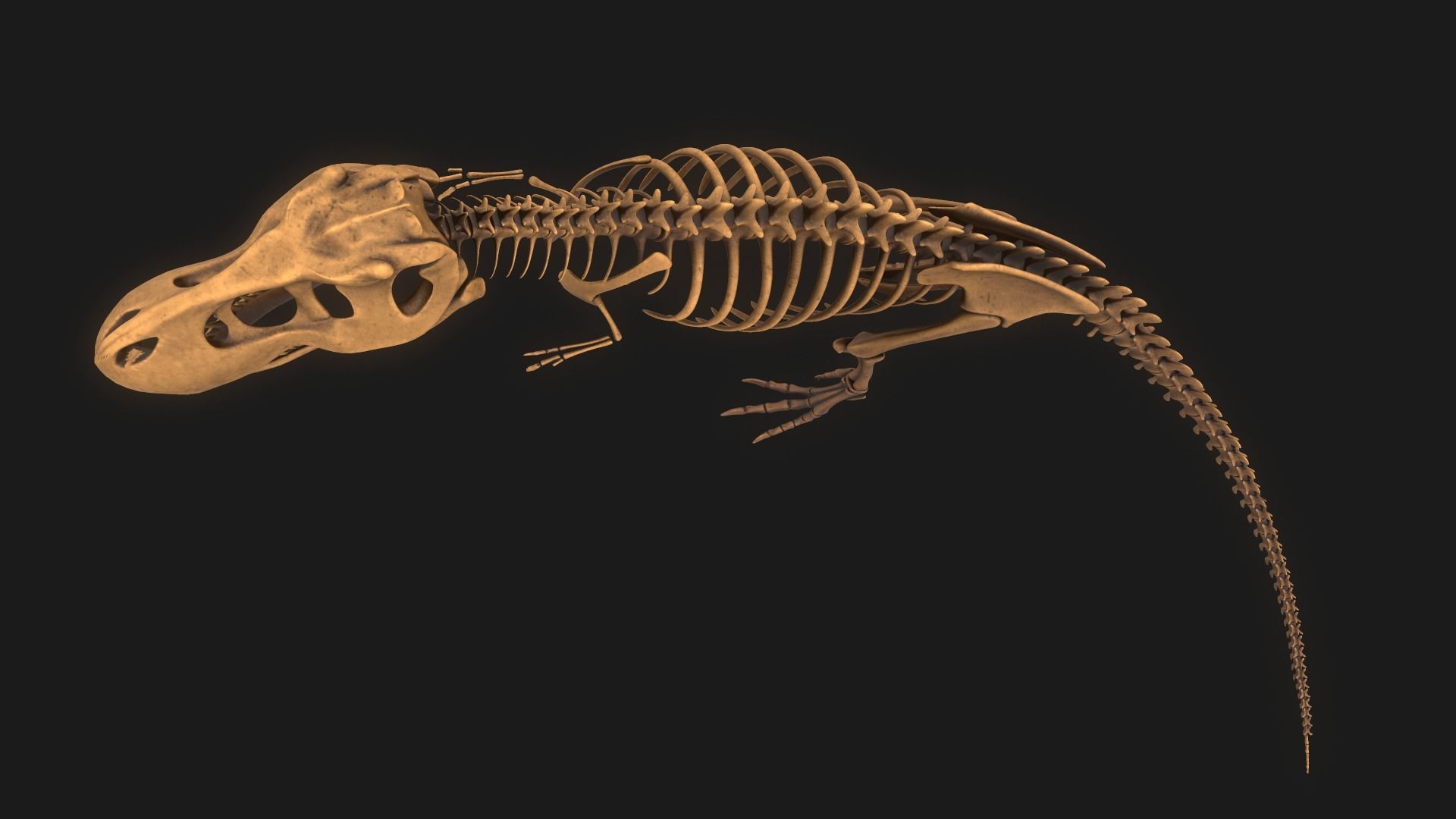 T-rex Skeleton 3D model_9