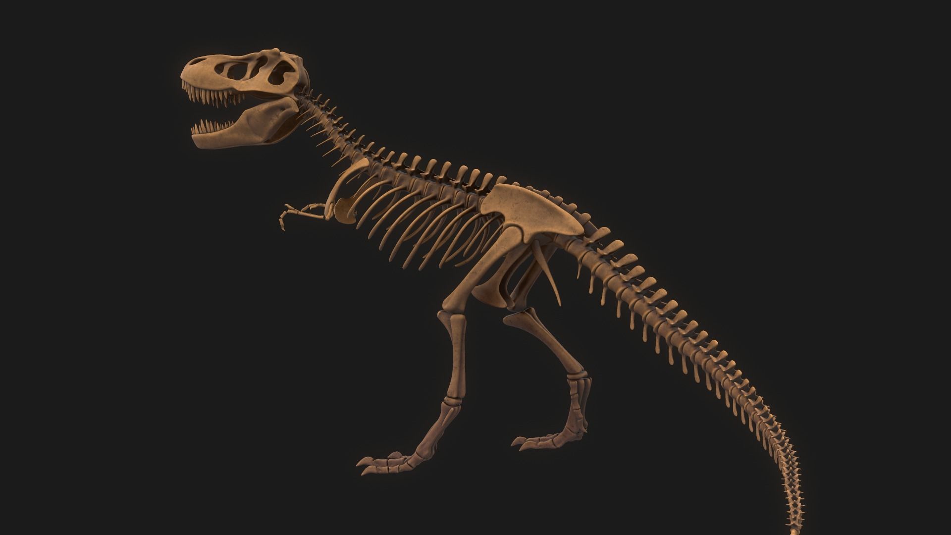 T-rex Skeleton 3D model_12
