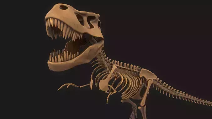 T-rex Skeleton