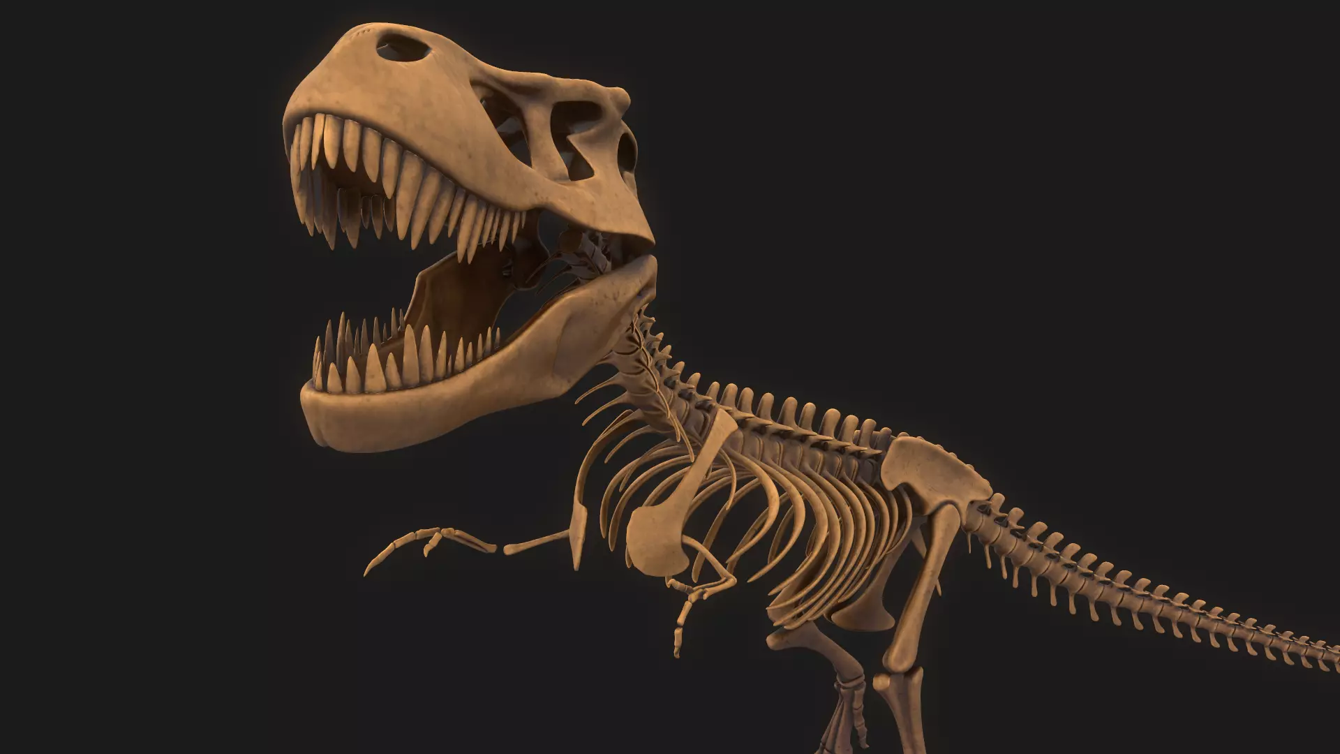 T-rex Skeleton 3D model_0
