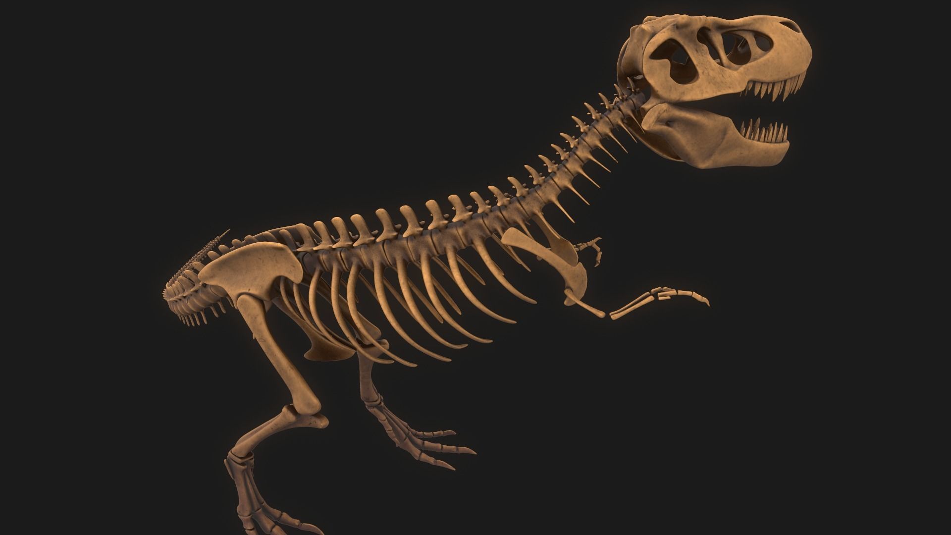 T-rex Skeleton 3D model_7