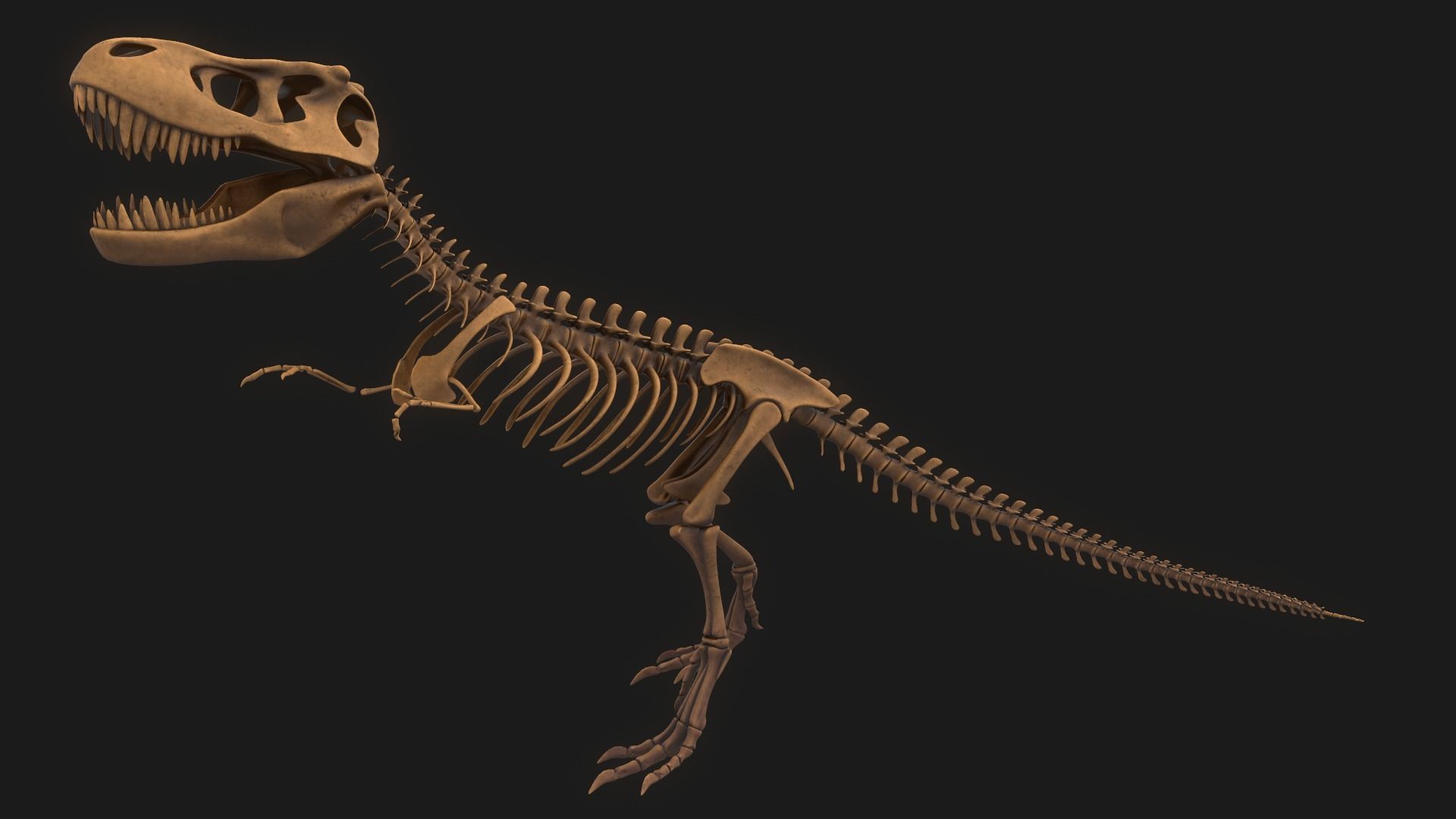 T-rex Skeleton 3D model_2