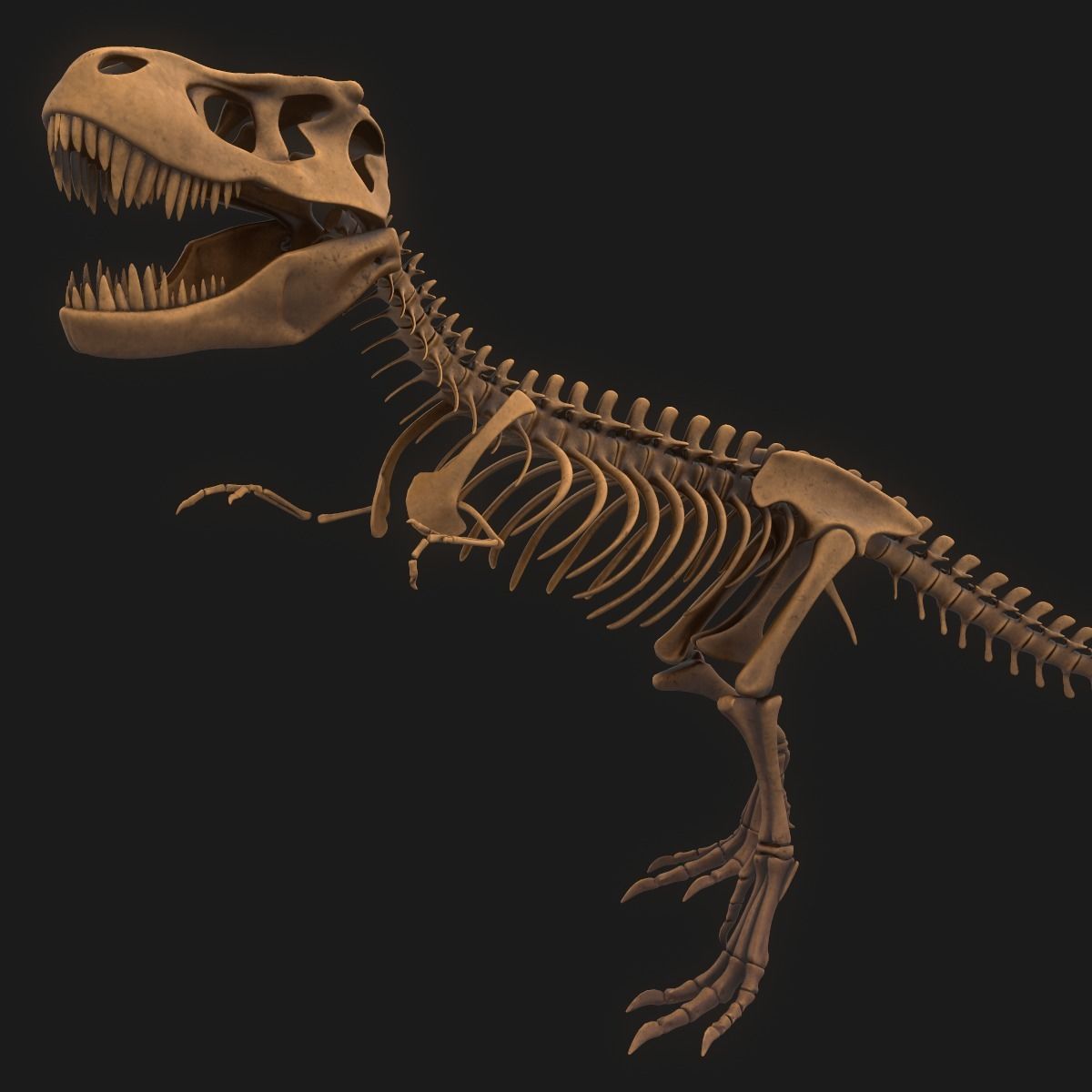 T-rex Skeleton 3D model_1