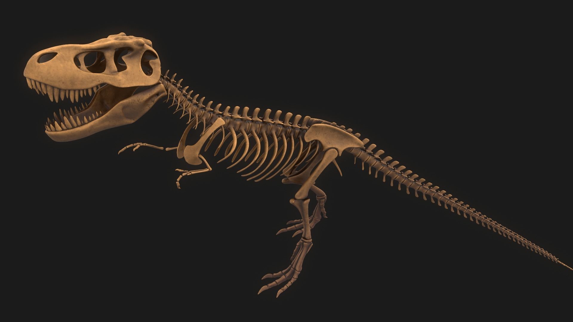 T-rex Skeleton 3D model_5