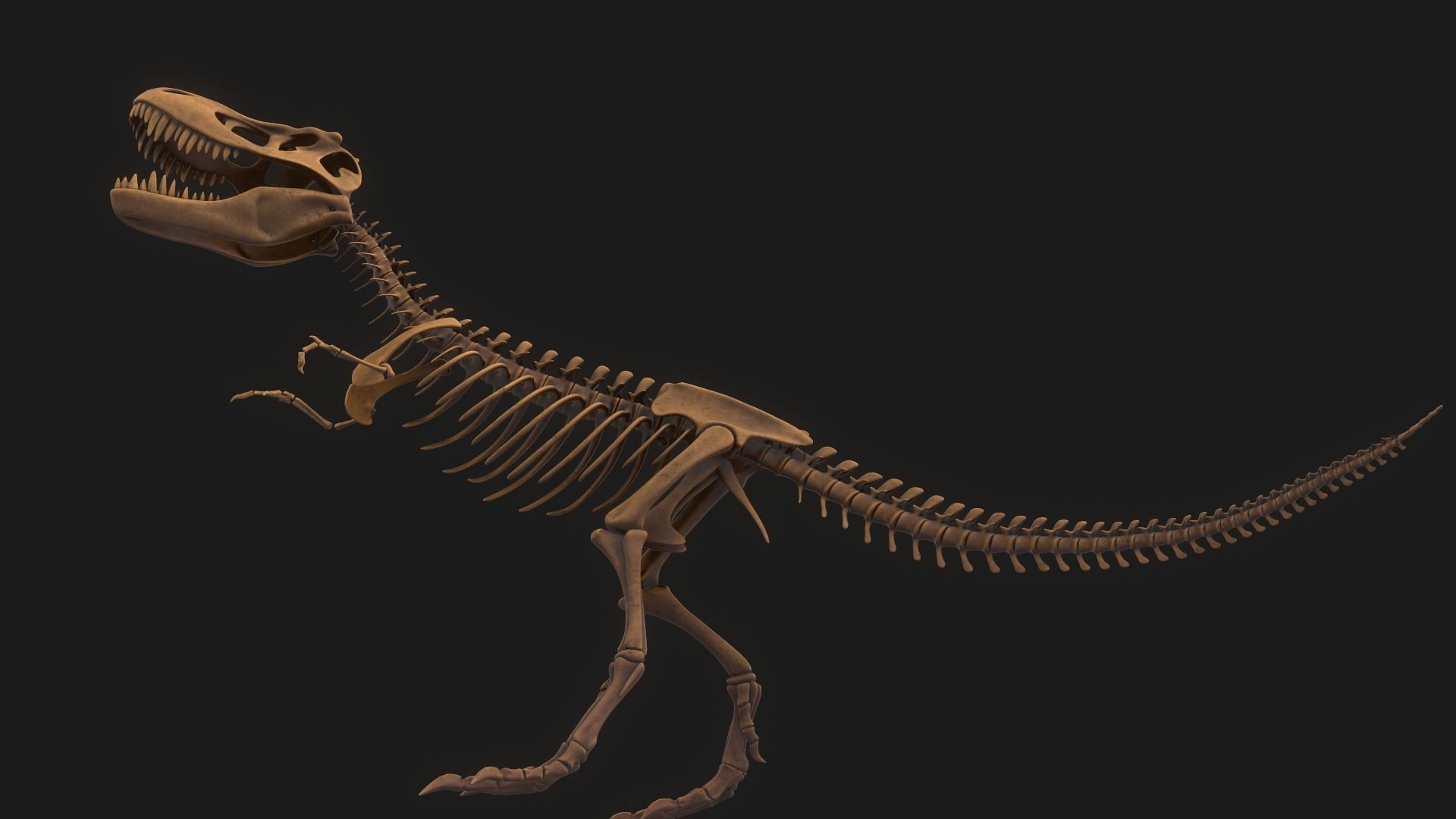 T-rex Skeleton 3D model_10