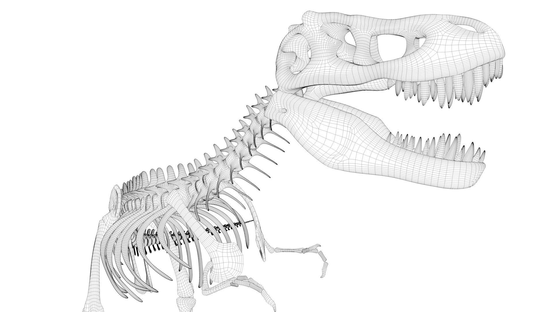 T-rex Skeleton 3D model_19
