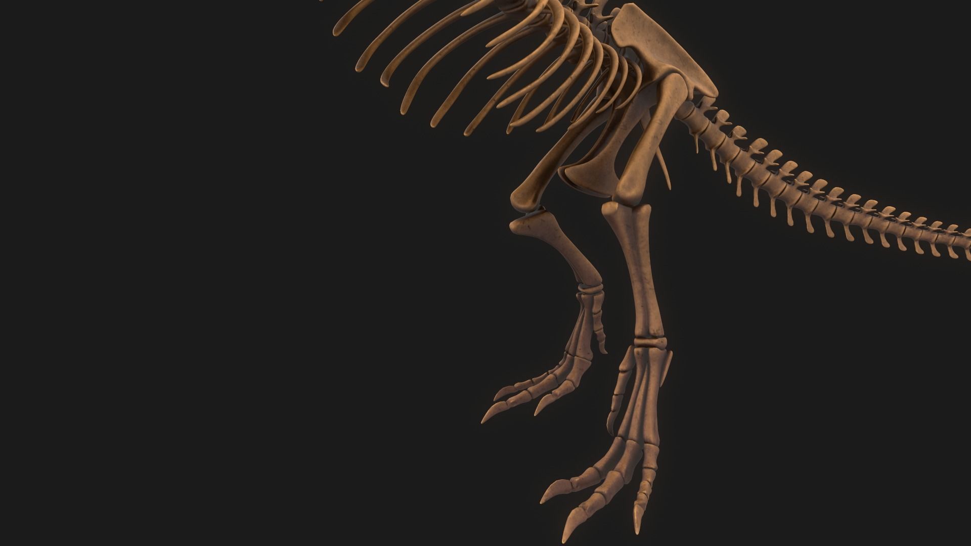 T-rex Skeleton 3D model_15