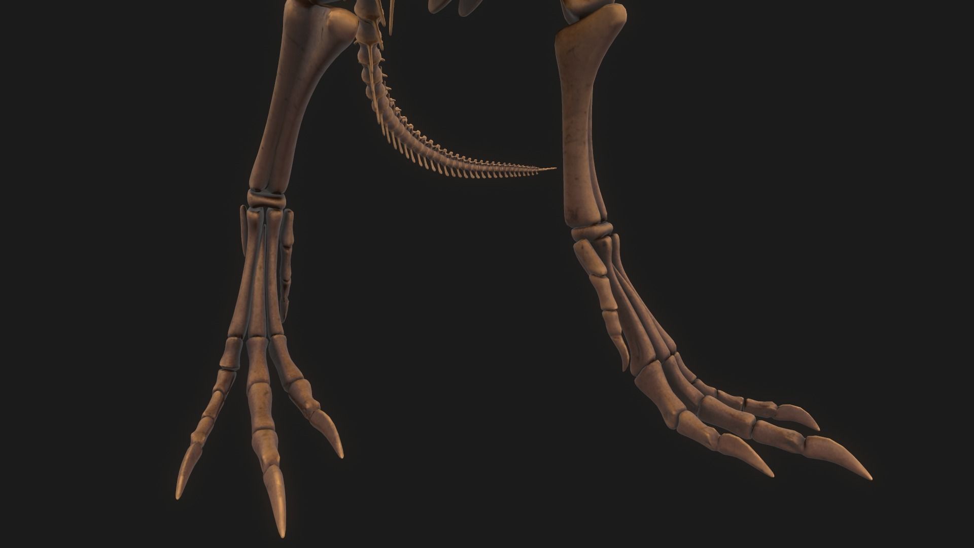 T-rex Skeleton 3D model_14