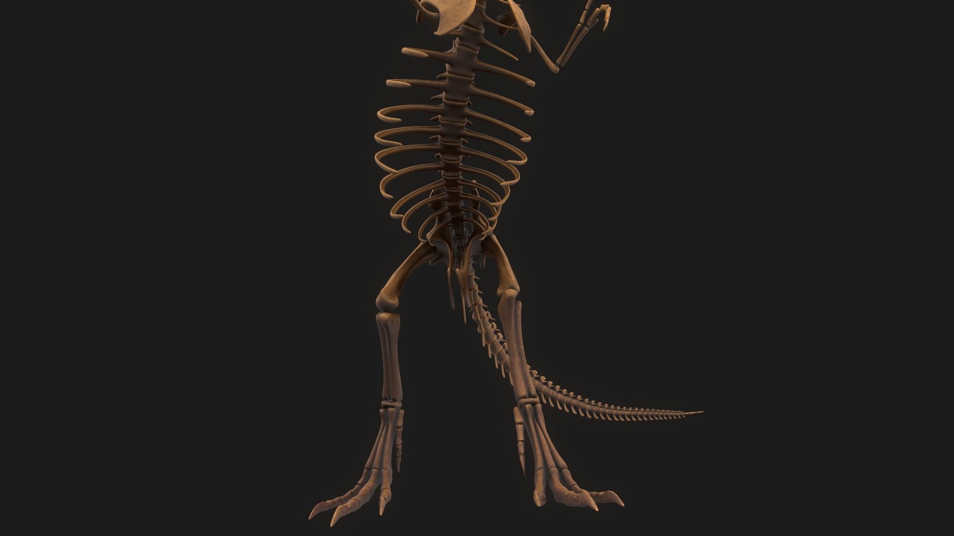 T-rex Skeleton 3D model_11