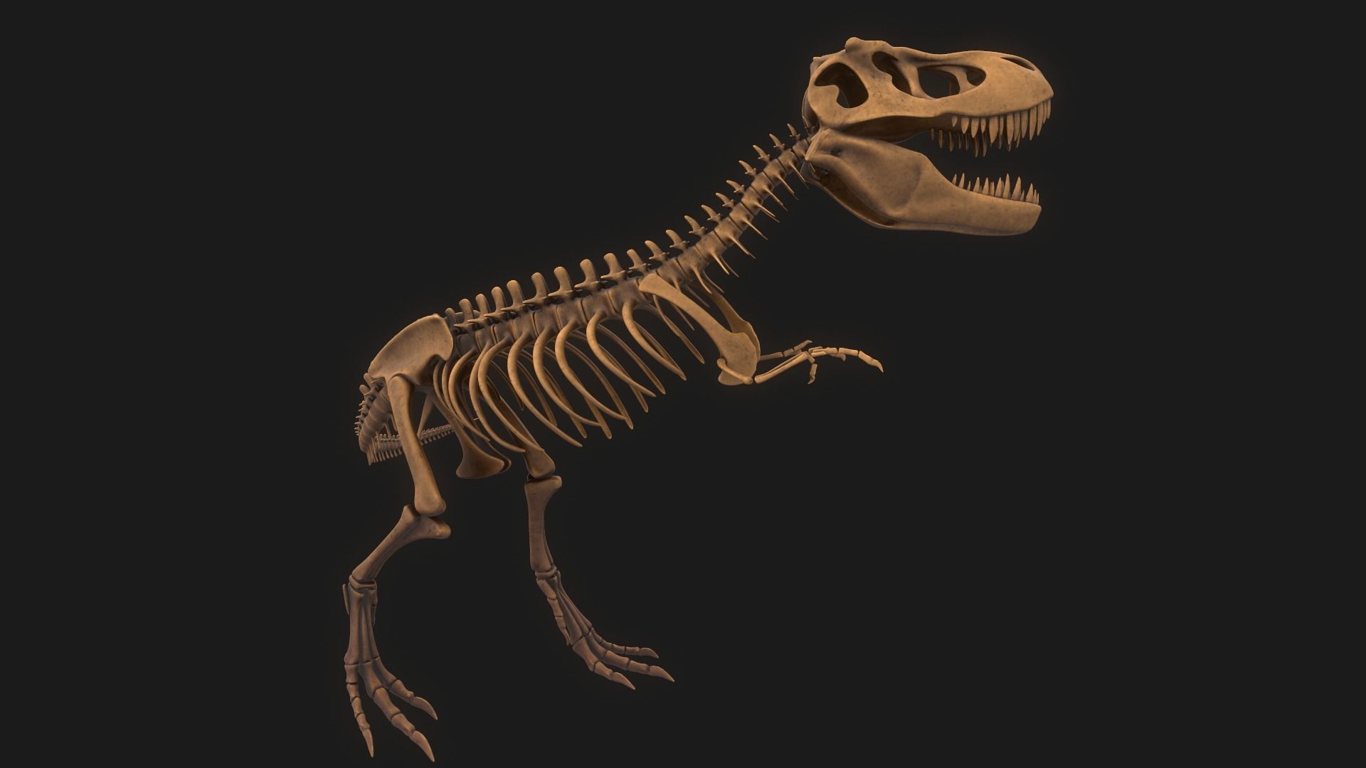 T-rex Skeleton 3D model_3