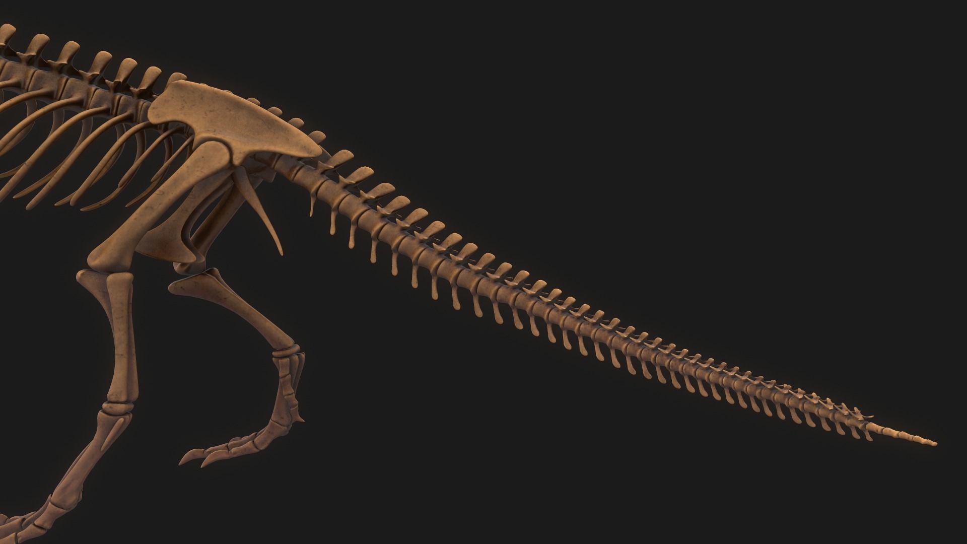 T-rex Skeleton 3D model_16