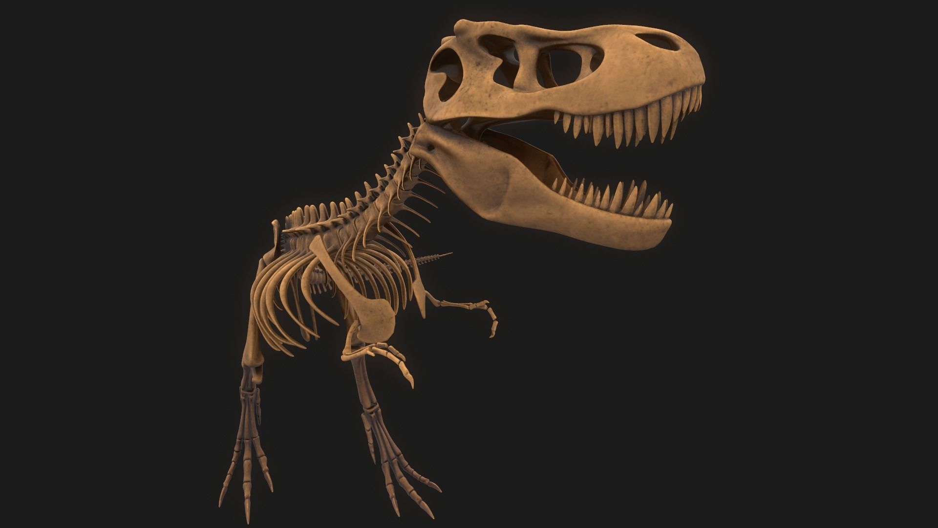 T-rex Skeleton 3D model_8