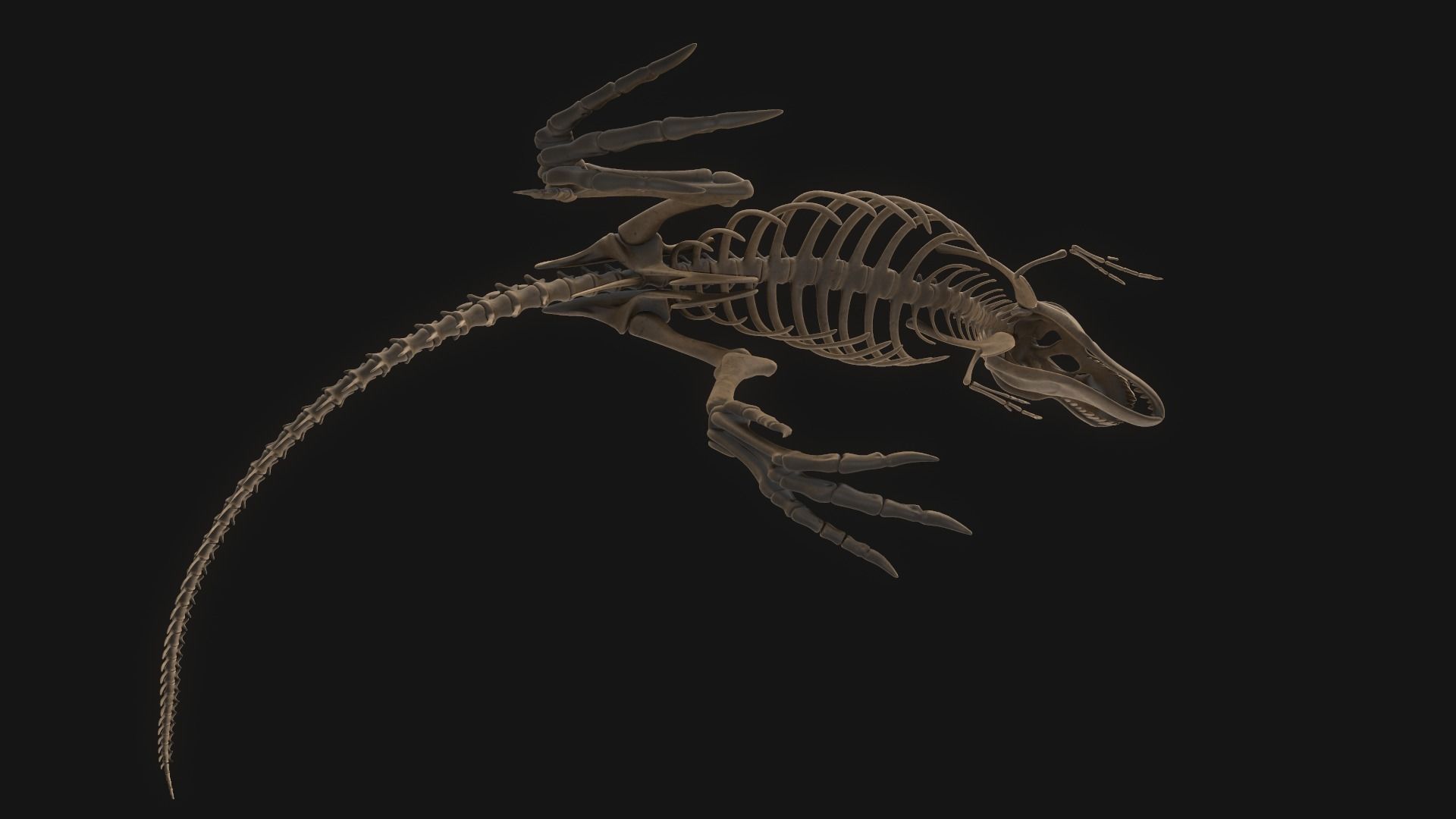T-rex Skeleton 3D model_13