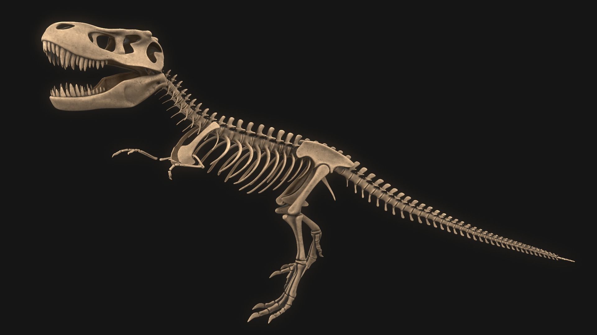 T-rex Skeleton 3D model_4