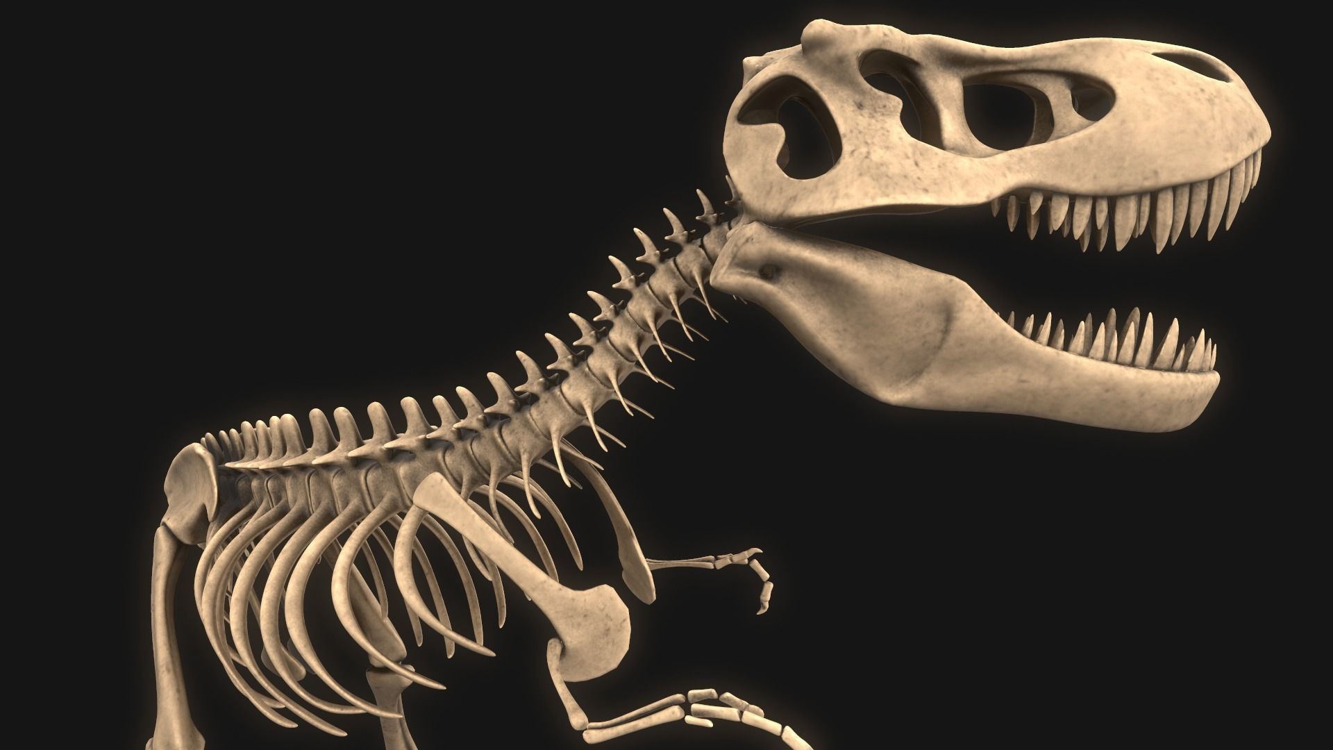 T-rex Skeleton 3D model_5