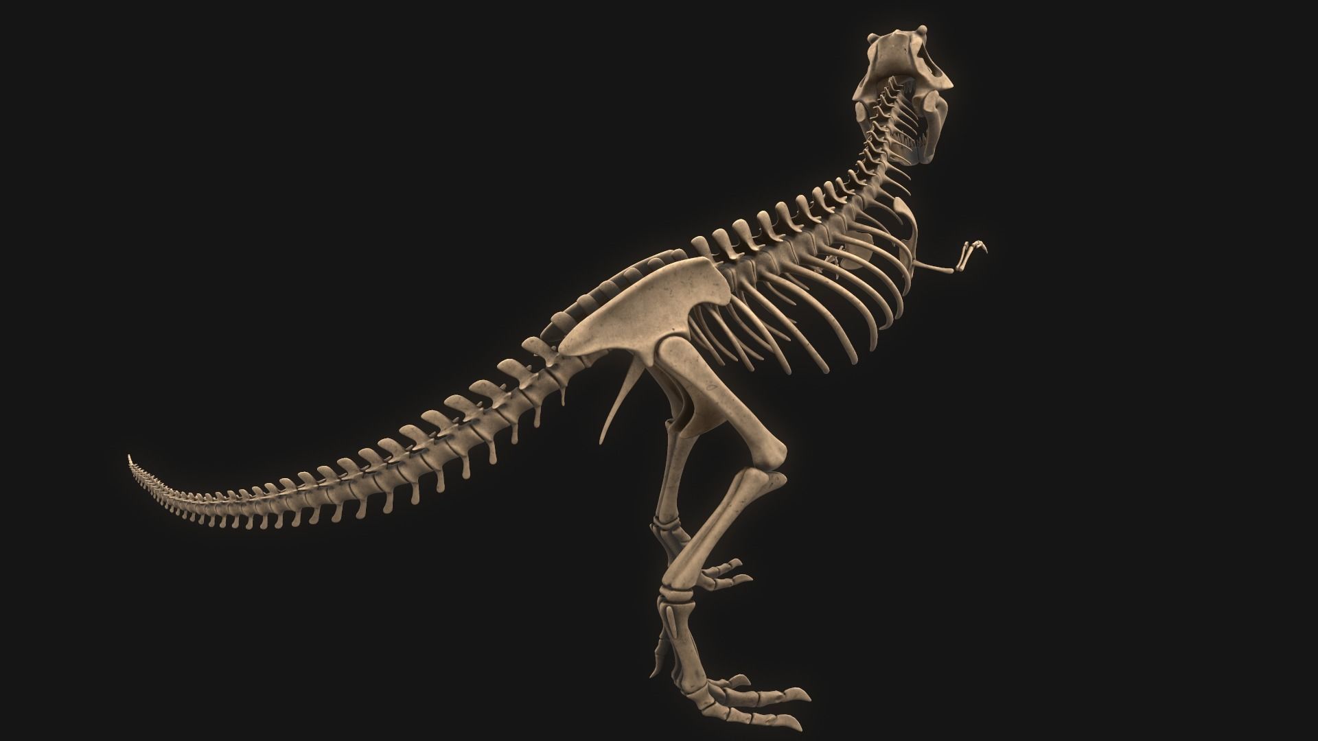 T-rex Skeleton 3D model_3