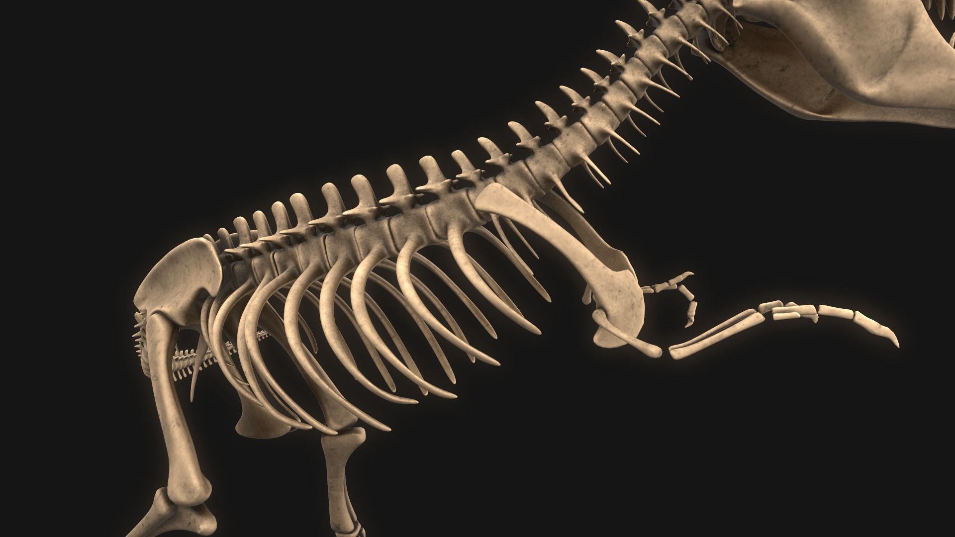 T-rex Skeleton 3D model_9