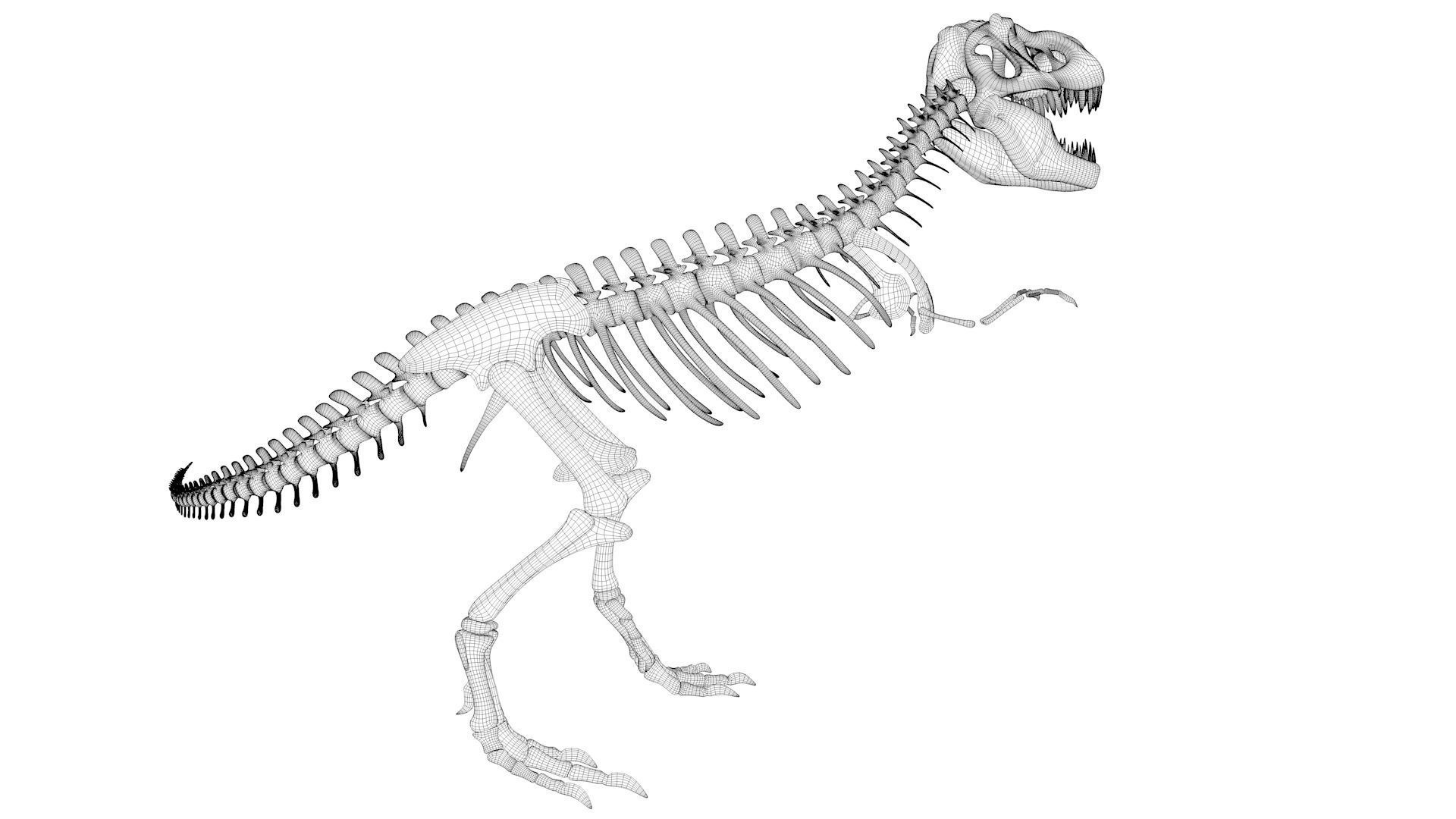T-rex Skeleton 3D model_16