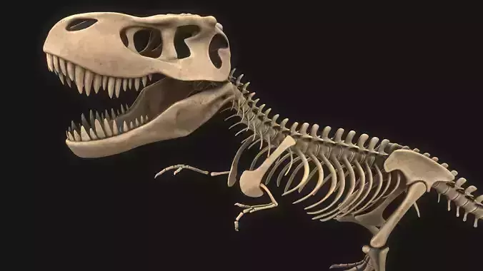 T-rex Skeleton 3D model T-rex Skeleton 3D model