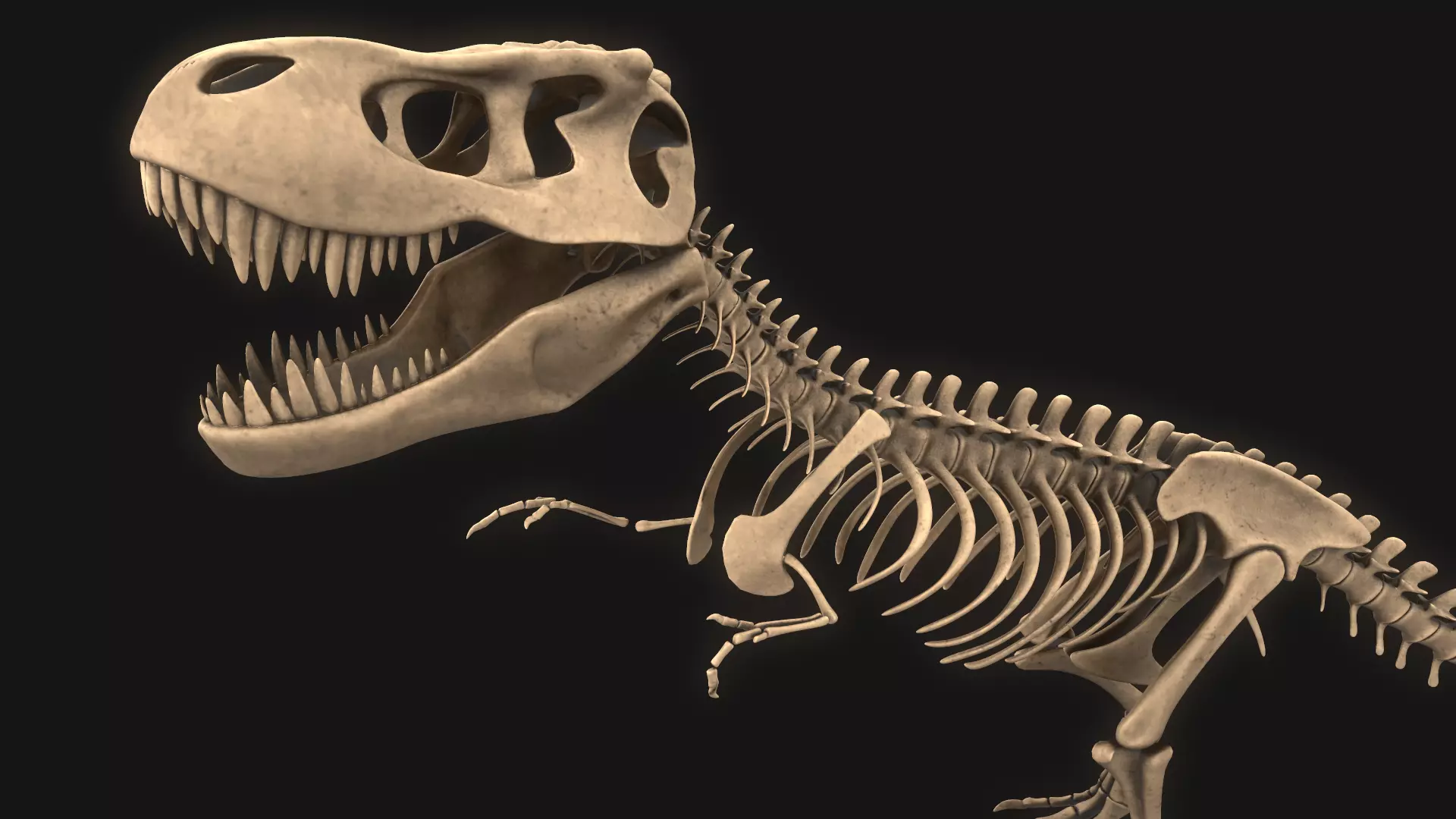 T-rex Skeleton 3D model_0