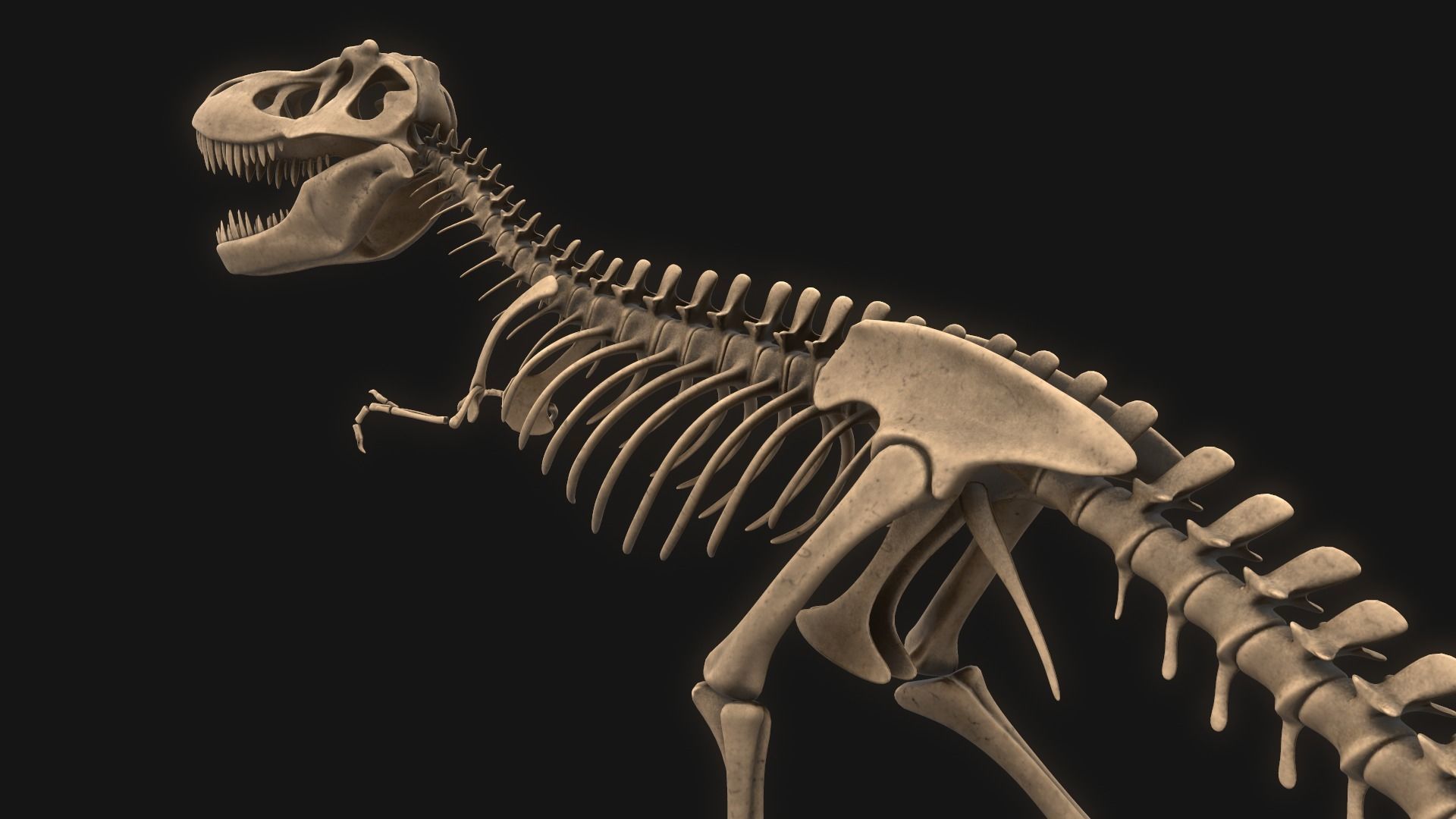 T-rex Skeleton 3D model_6