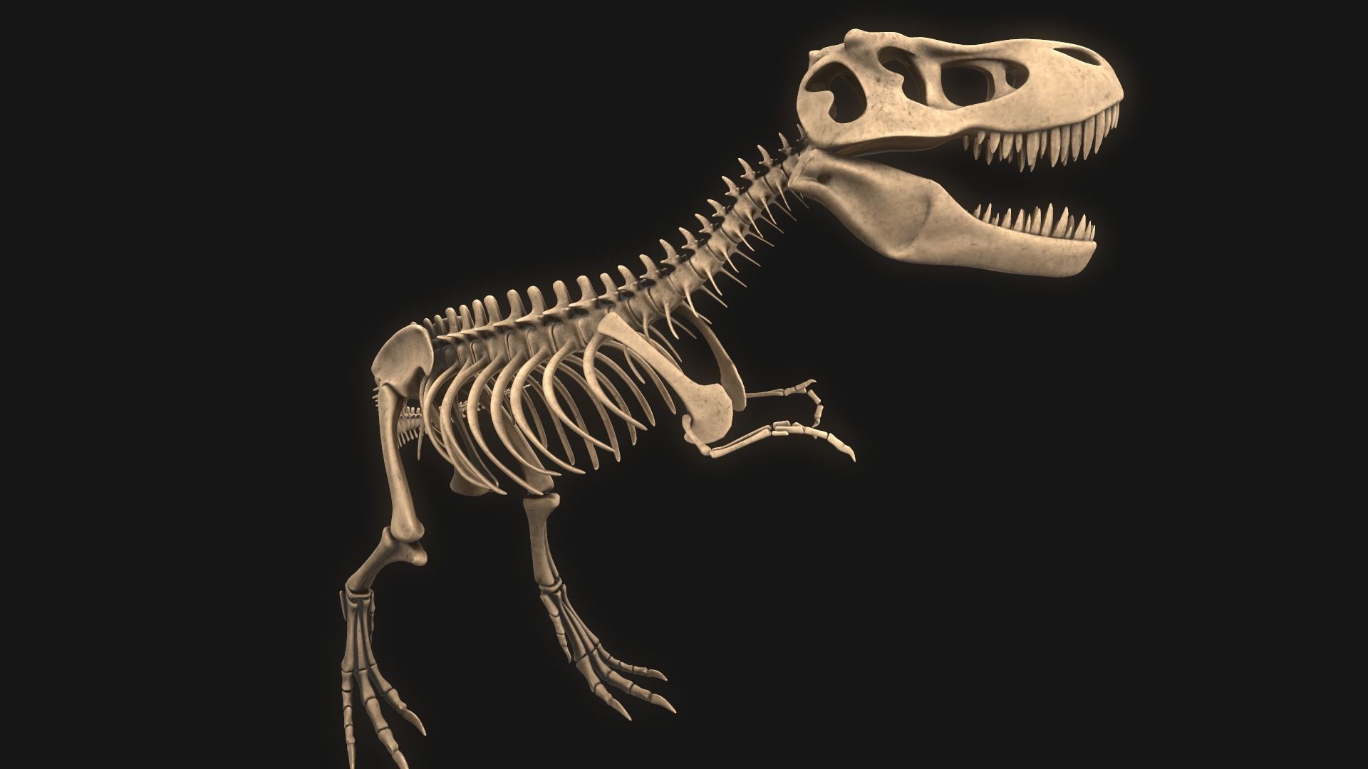 T-rex Skeleton 3D model_1