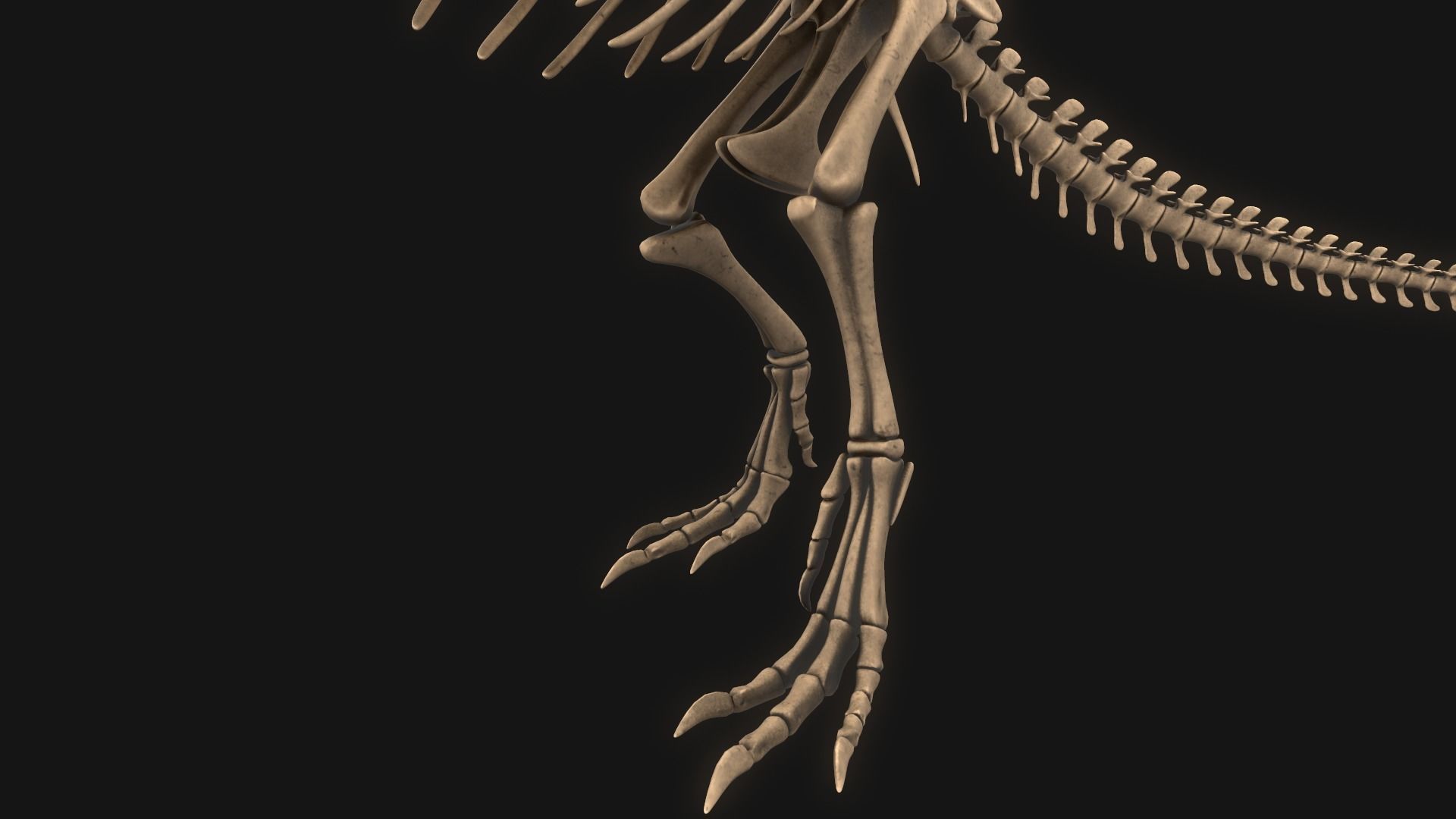 T-rex Skeleton 3D model_10