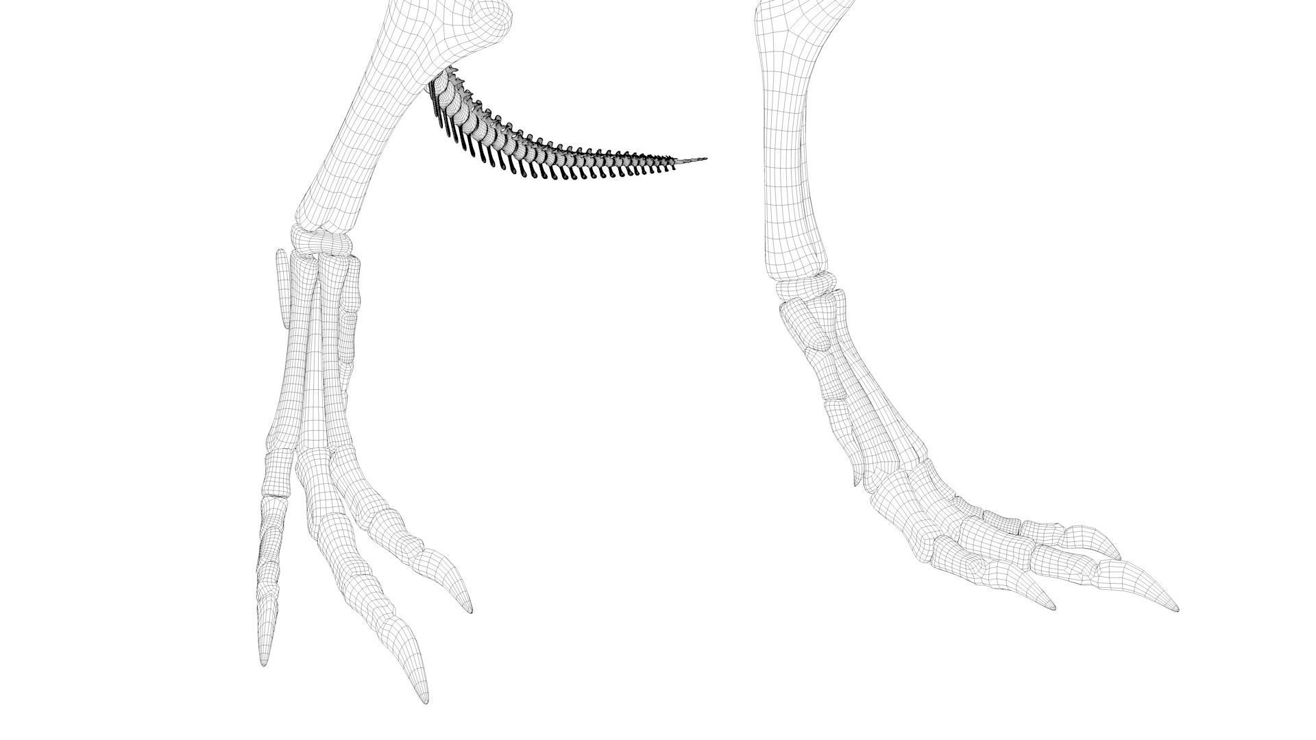 T-rex Skeleton 3D model_17