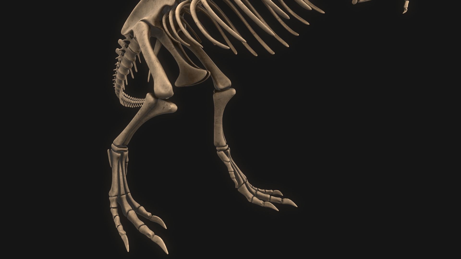 T-rex Skeleton 3D model_12